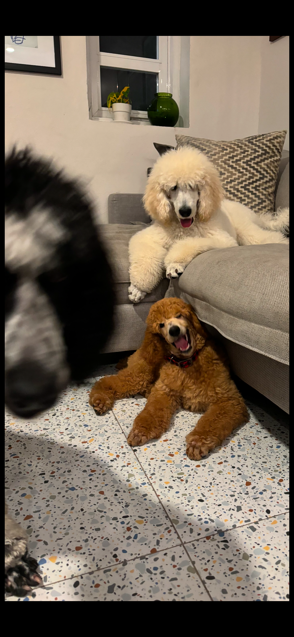 The Truth About Having Dogs: The Good (and the Not-So-Good)