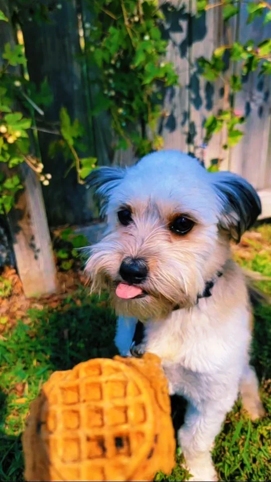 Adventure awaits around every corner. Let’s go explore! 🌳
Happy Wednesday! ☀️ Give your pup the mid-week boost they need with an energizing walk filled with fresh air, wagging tails, and plenty of sniffari time. 🐾
Book early today and we&rs