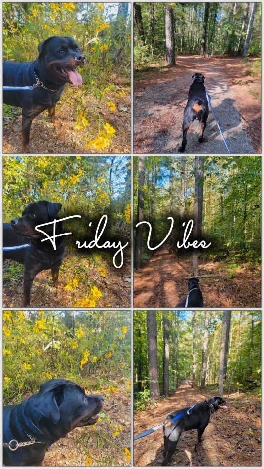 Does your pup go wild when they hear the word park? 🌳
Give them the ultimate adventure with our Friday Field Trips!
We’ll take your dog to their favorite local park or explore a brand-new one within 30 miles.
3 hours of fresh air, happy tai