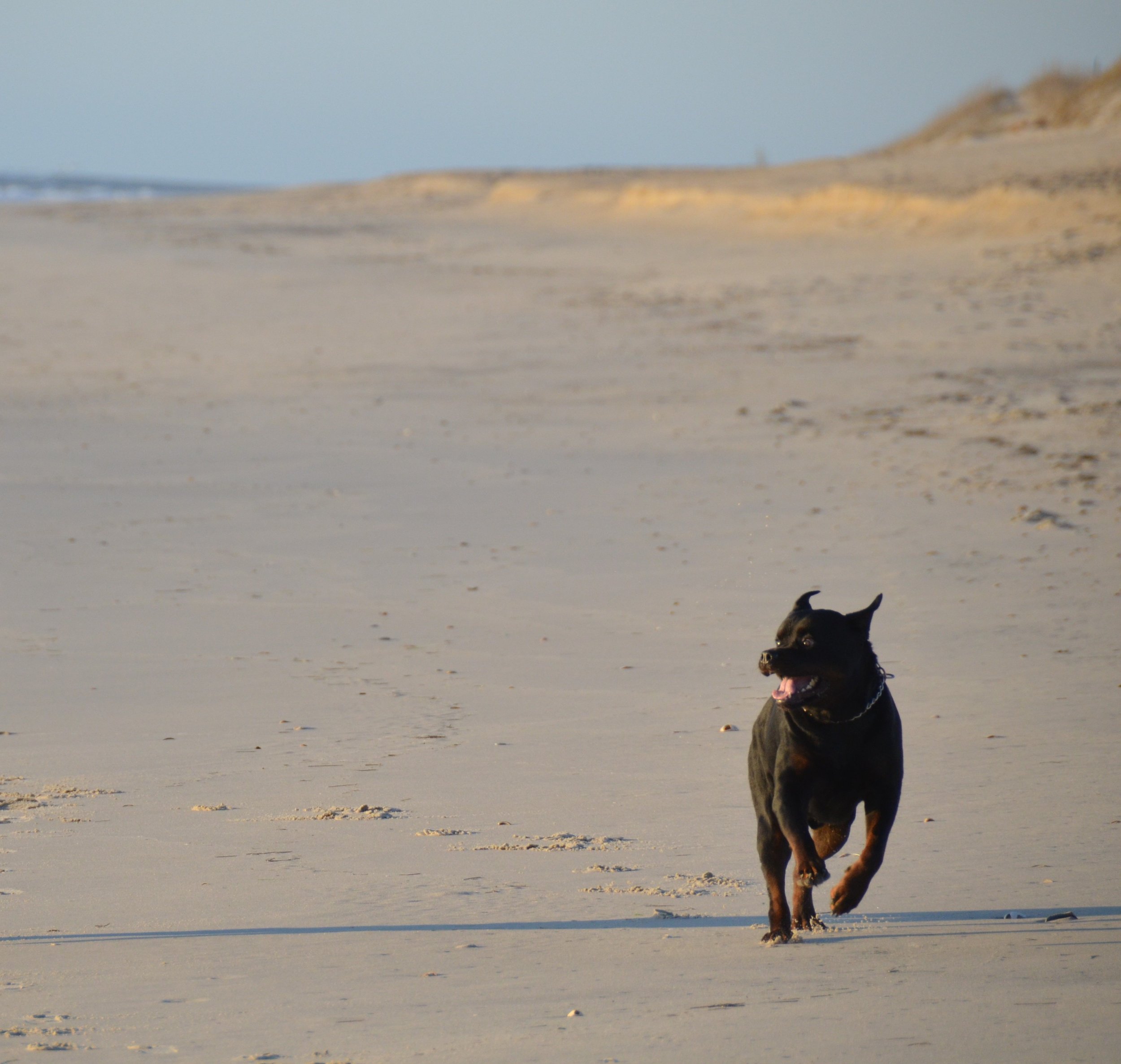 Large dog running on a sandy beach showing importance of exercising.