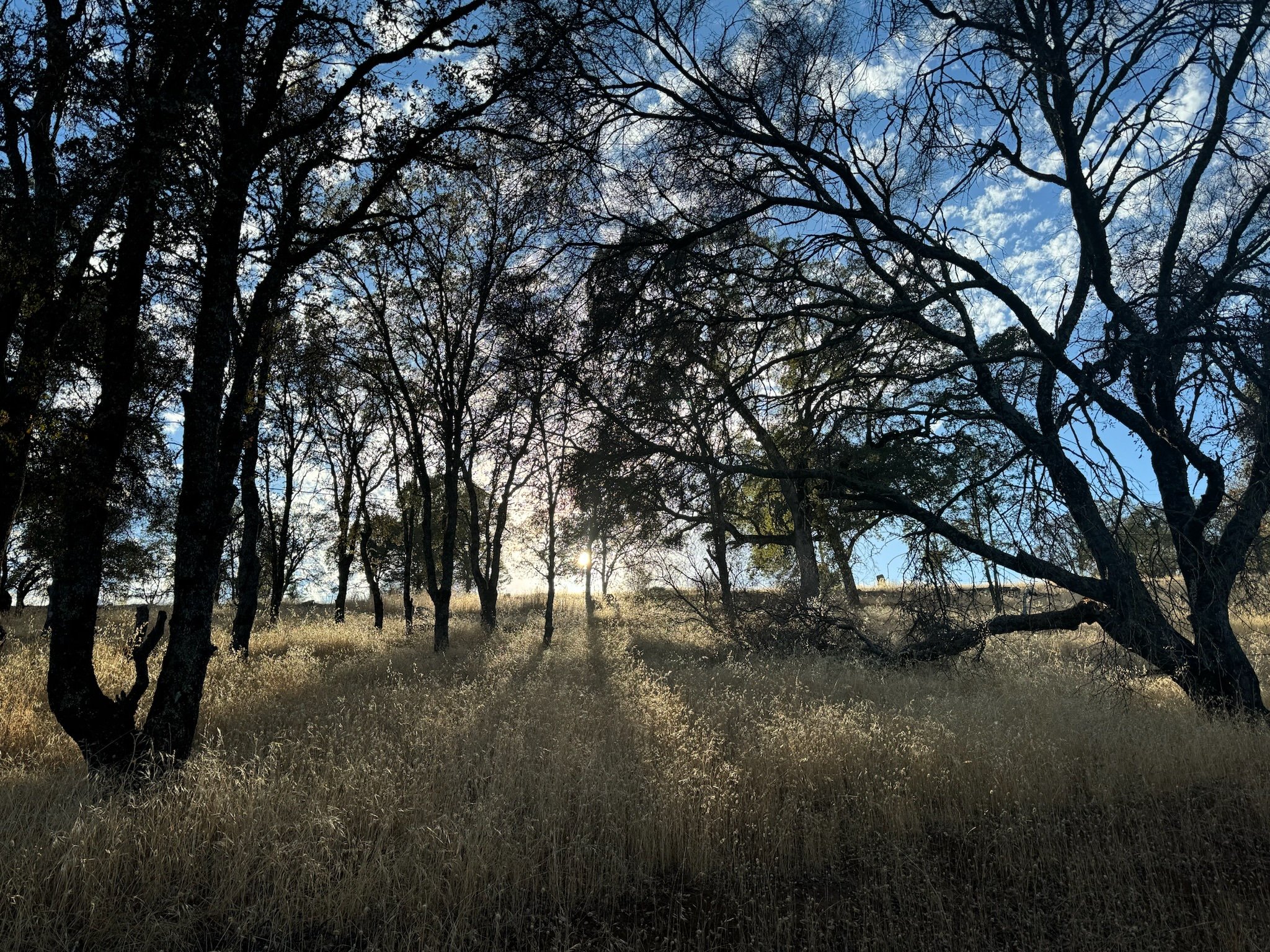 IMG_4558 (1).jpeg