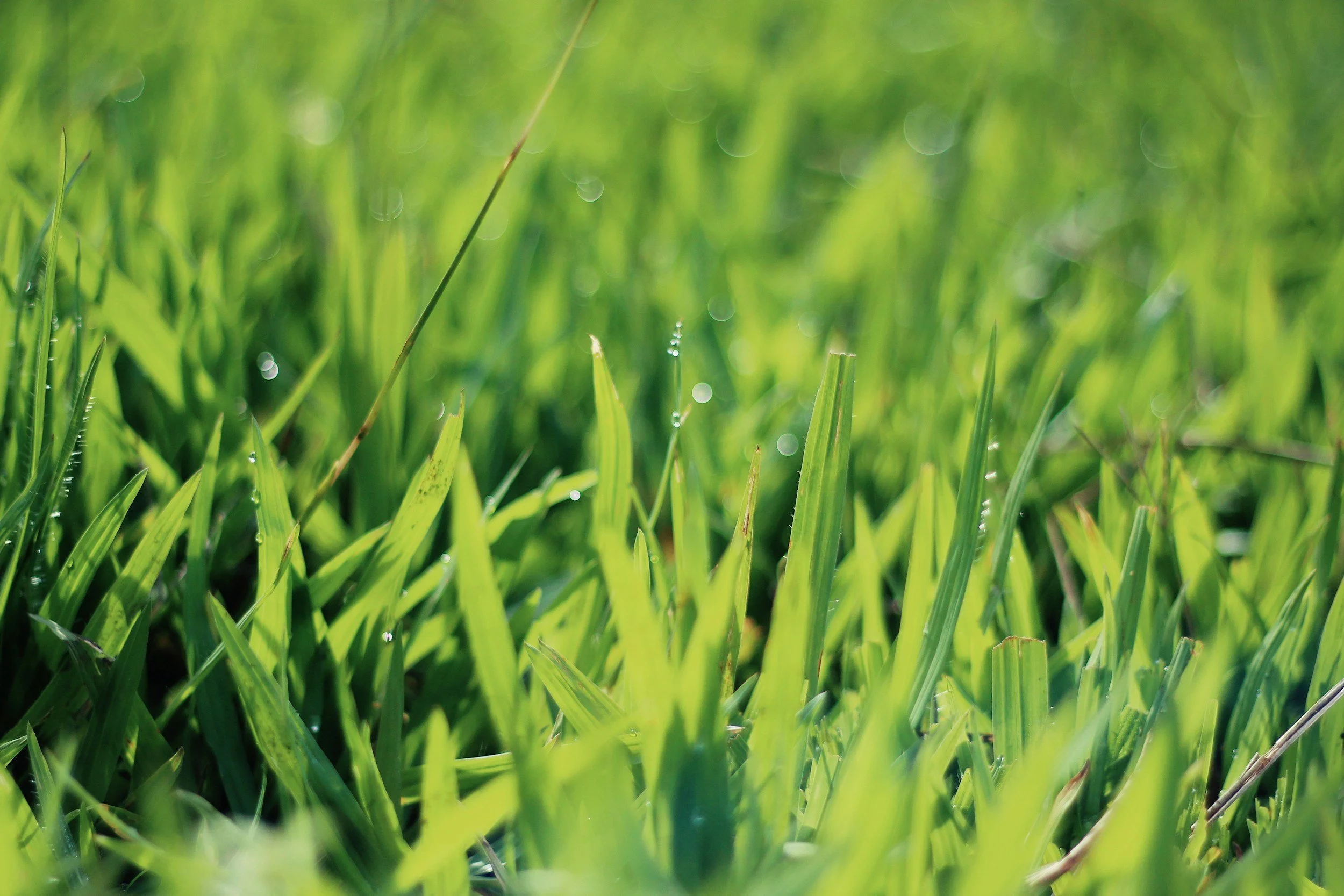 Close-up view of green grass with dew droplets on blades, sunlight illuminating the scene.