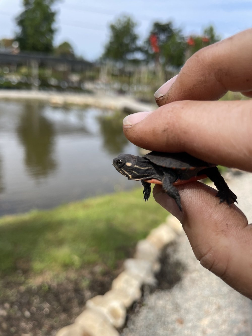 A person holding a small black turtle with a dark shell, near a body of water, under a partly cloudy sky.