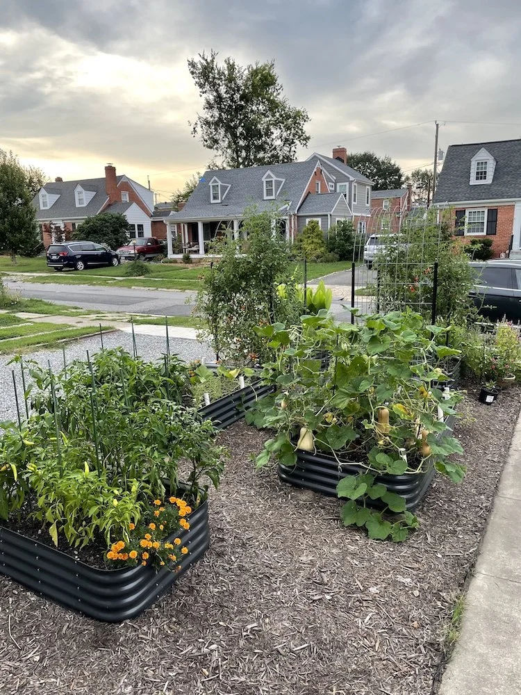 A neighborhood front yard vegetable garden with tomato plants and squash plants, some with mature squash, and marigold flowers in black raised beds, with houses and cars in the background under a cloudy sky.
