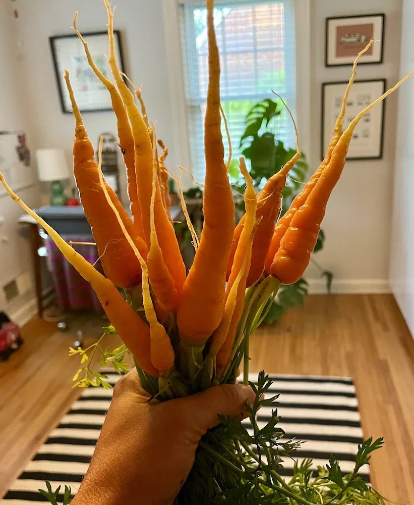 A hand holding a bunch of colorful carrots with green tops, with an indoor background including framed pictures, a window with blinds, and houseplants.