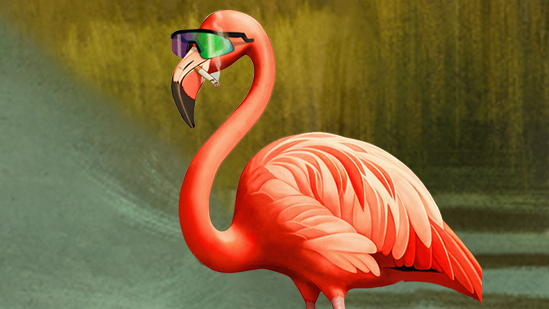 Florida-BOX.png