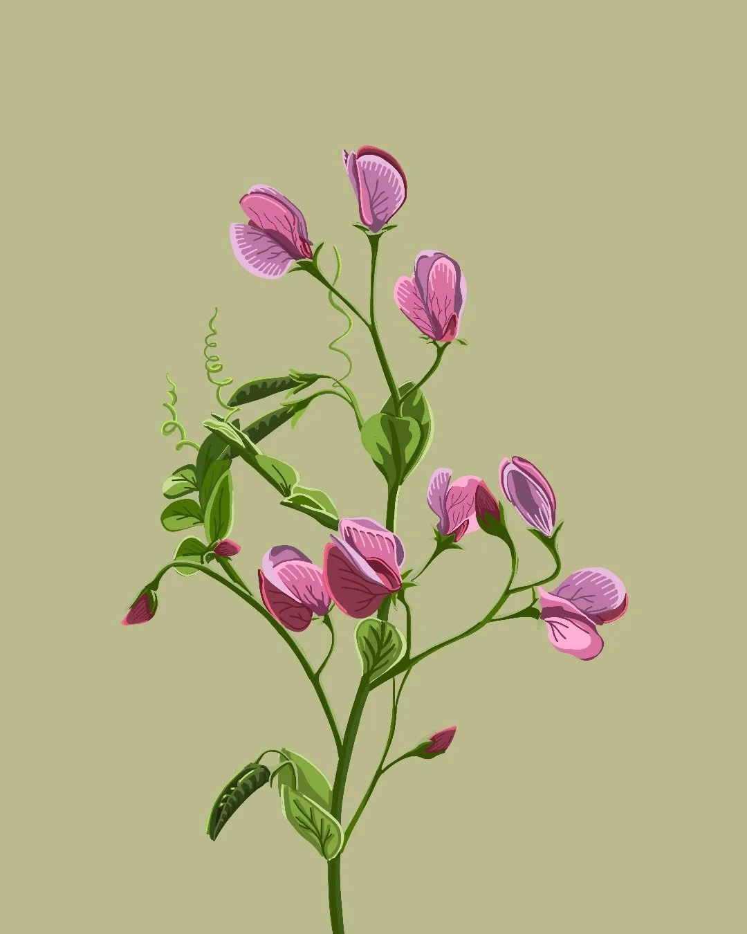 S W E E T  P E A 

a delicate, short-lived flower with a lingering sweet fragrance 

&mdash;&mdash;&mdash;
{ creative studio, sweet pea, florals, florist, floral illustrations, design studio, design services, whimsical, cottagecore, fairycore, artful