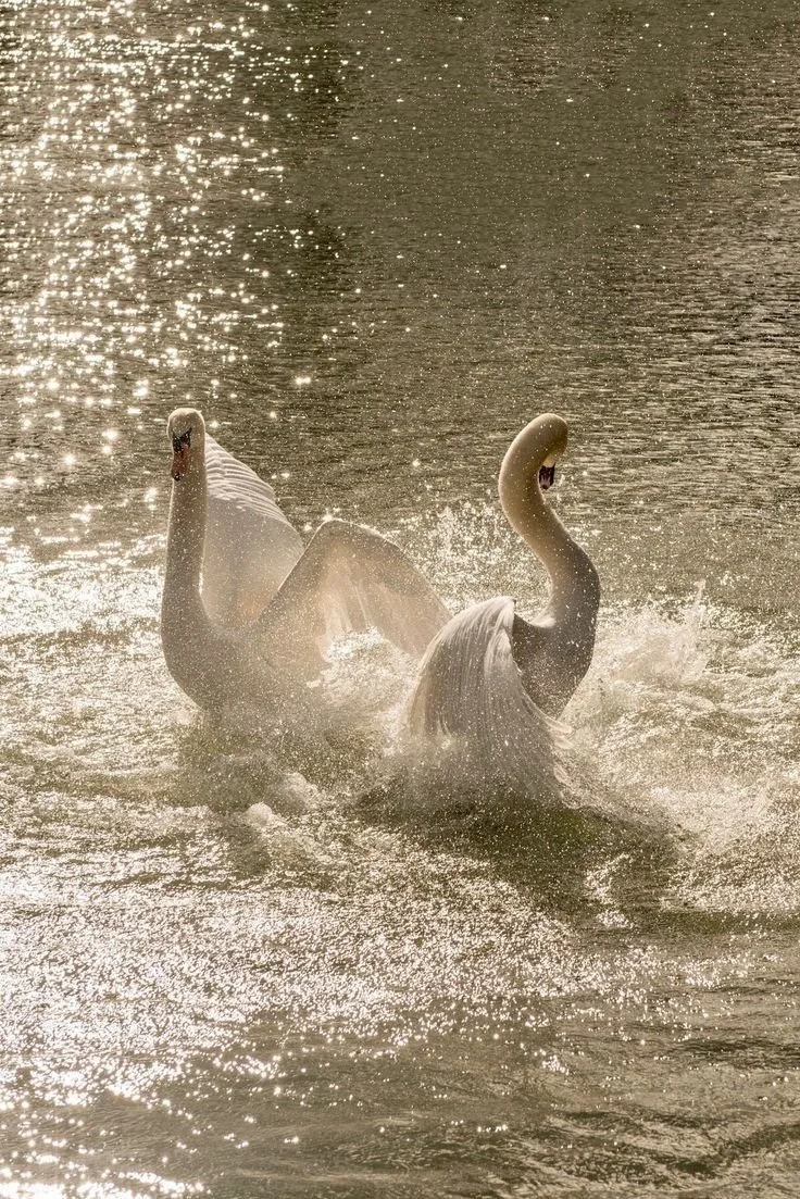 Two swans swimming in a shimmering body of water, with sunlight reflecting off the surface.
