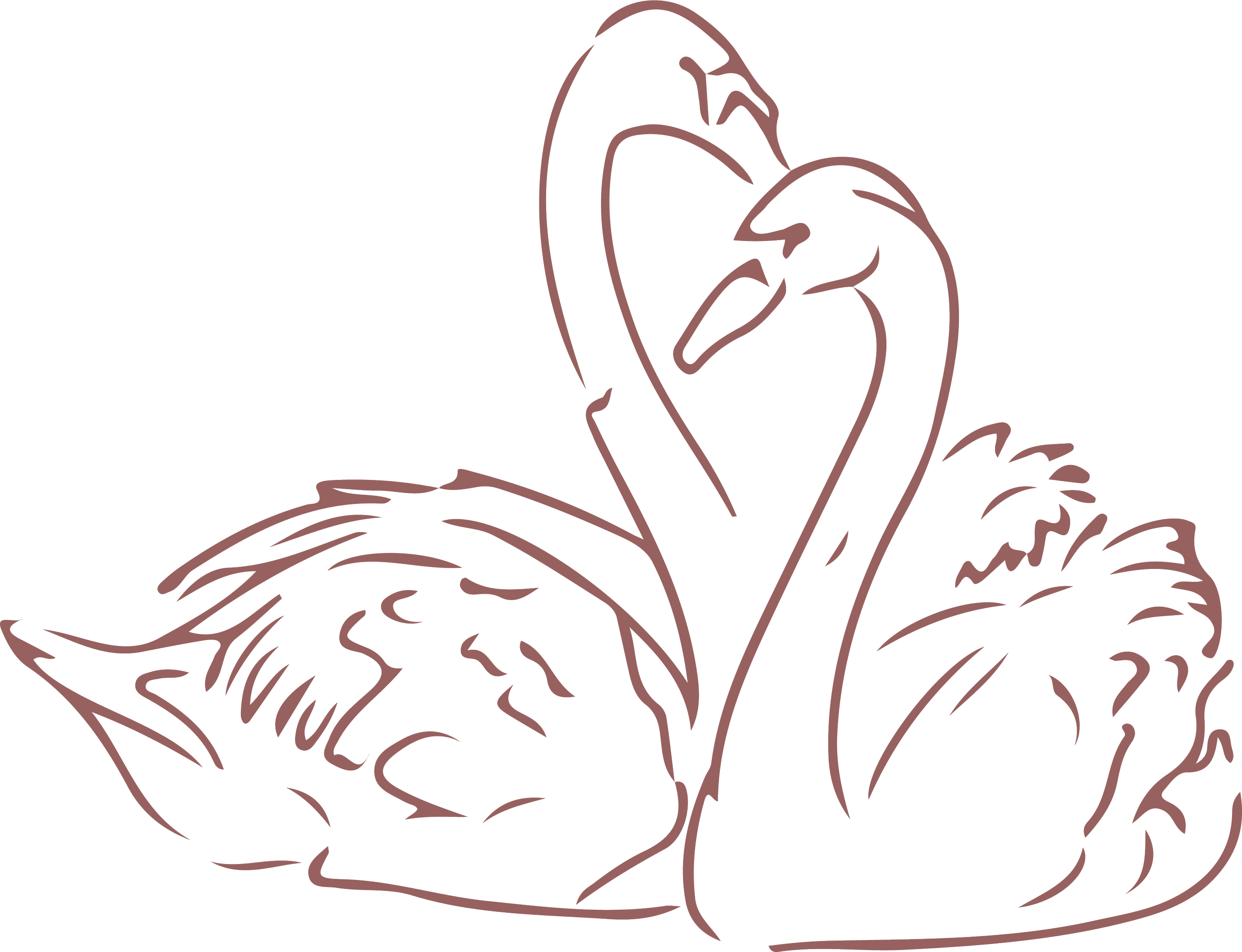 Line drawing of a swan with its wings spread, outlined in pinkish-brown lines on a black background.
