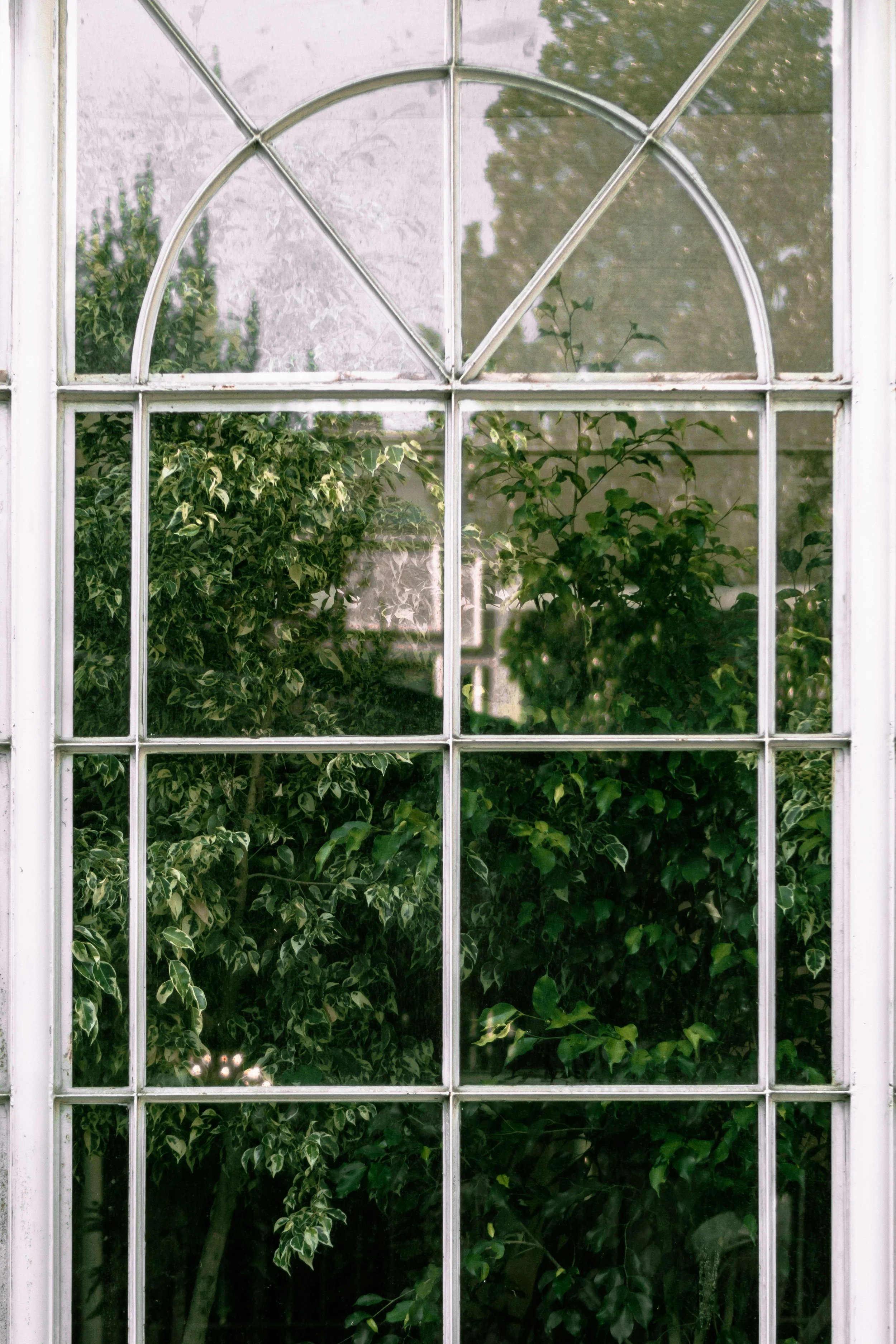 View of green plants seen through a vintage window with multiple panes.