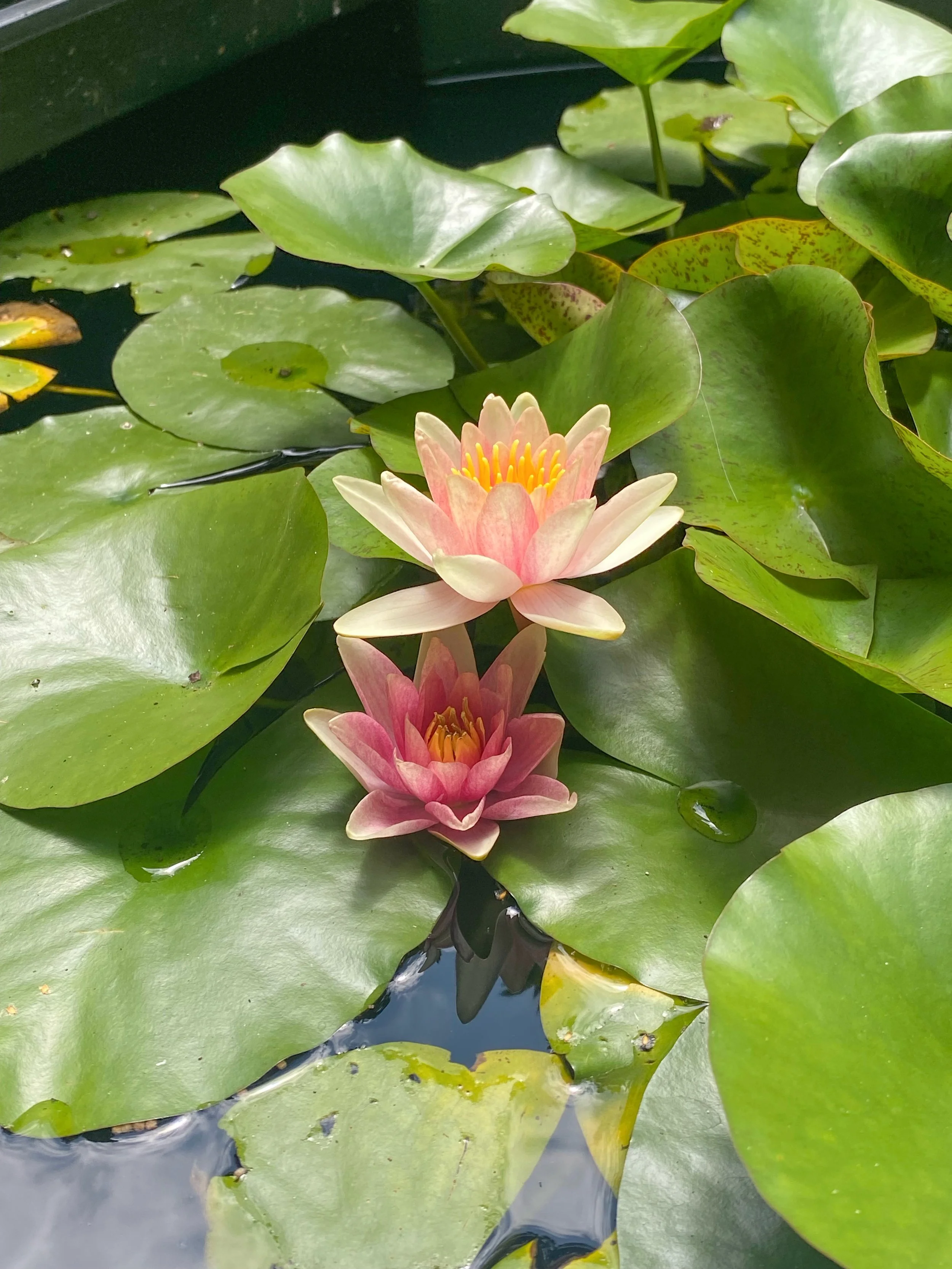 Pink water lilies blooming among large green lily pads on a pond.
