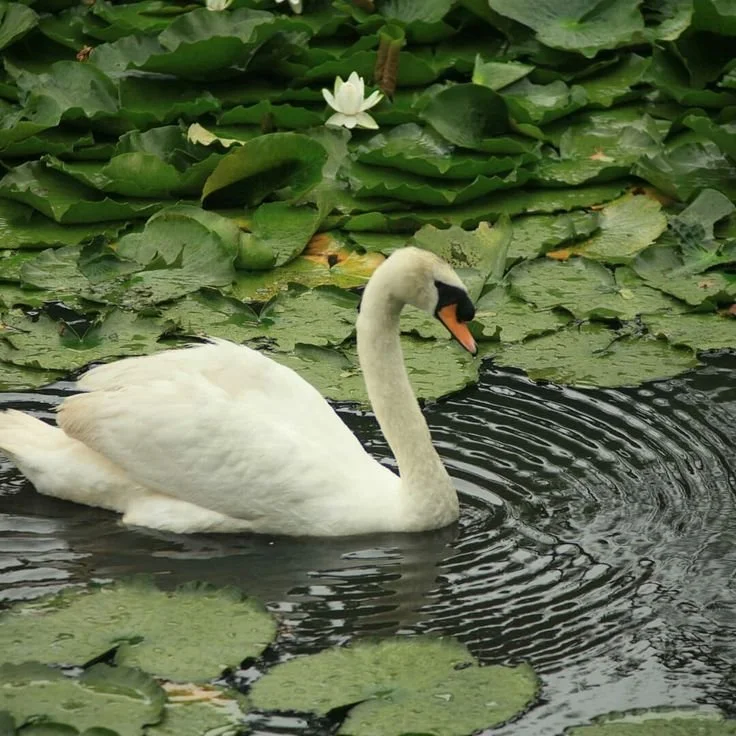 A white swan swimming in a pond surrounded by green lily pads and floating water lilies.