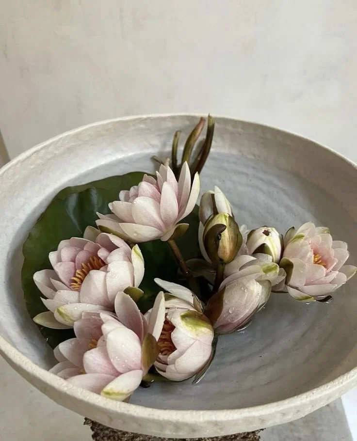 Water lilies floating in a gray bowl with water, accompanied by a green lily pad