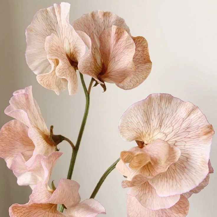 Close-up of pink and beige sweet pea flowers with delicate v-shaped petals and green stems.