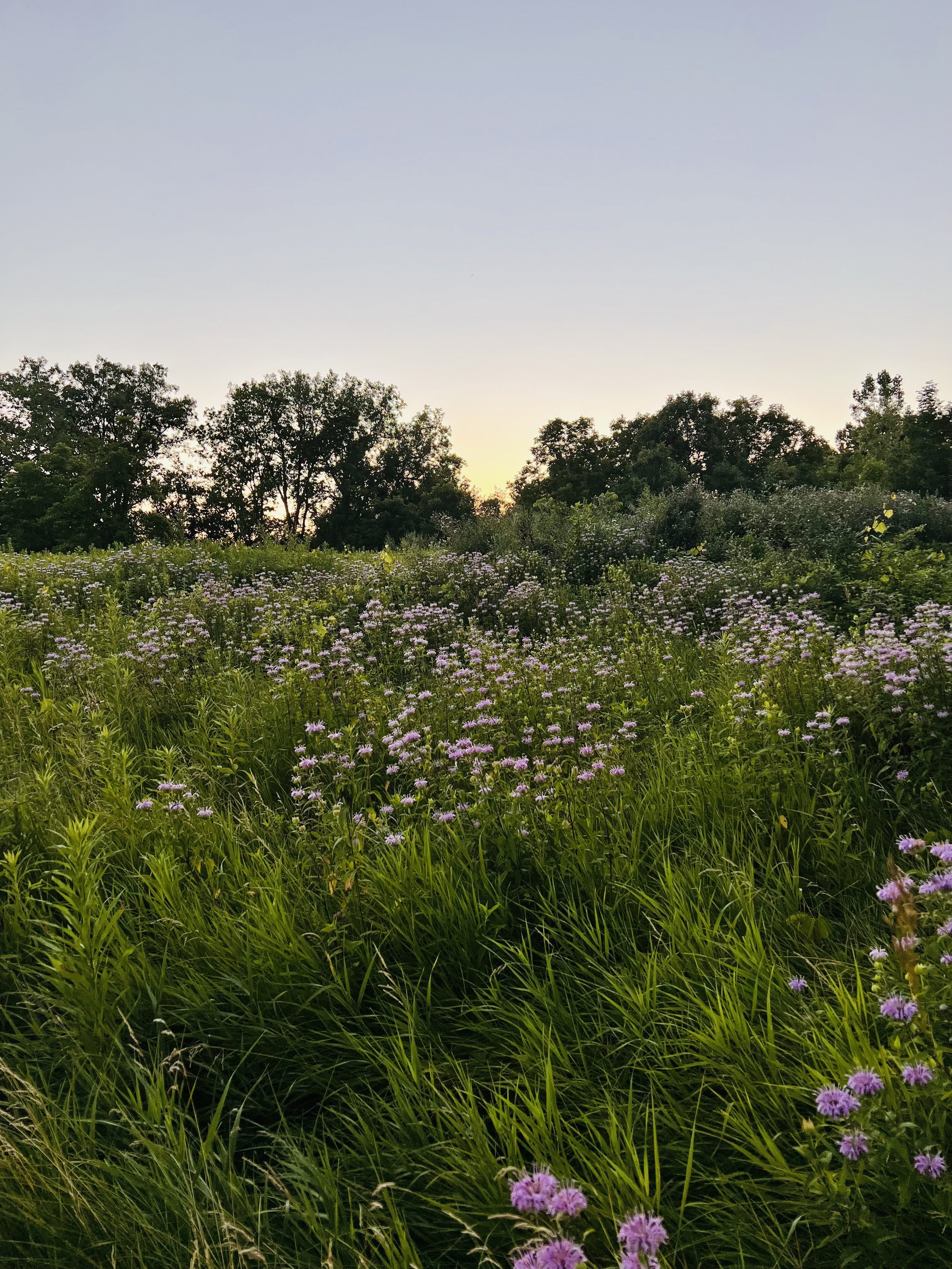 A field of tall grass and purple wildflowers with trees in the background and a clear sky at sunset.