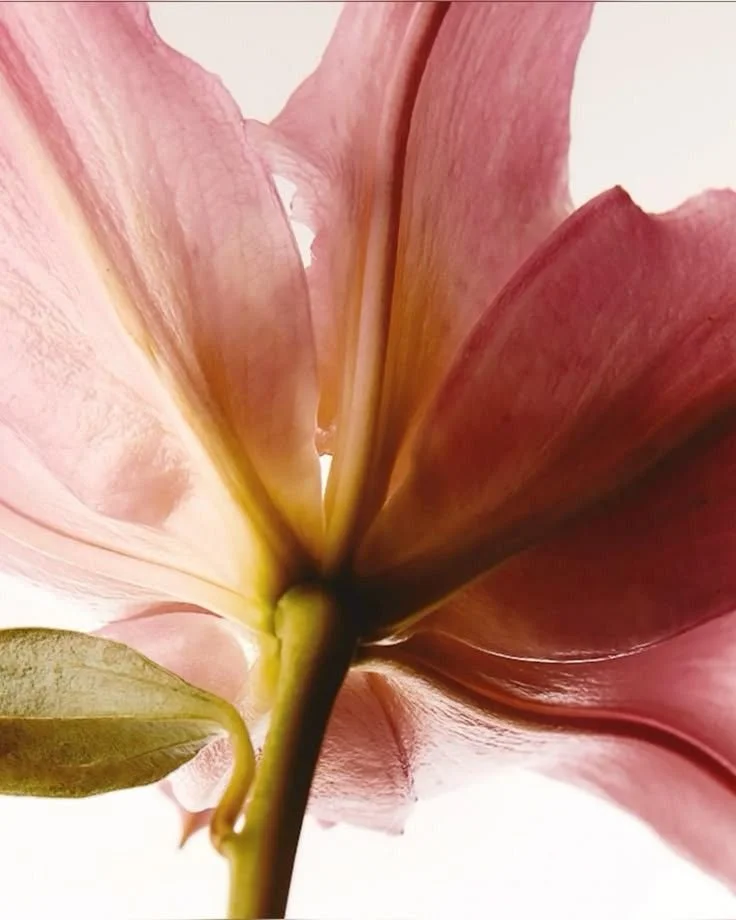 Close-up of a pink and green flower, showing the underside of its petals and leaves.
