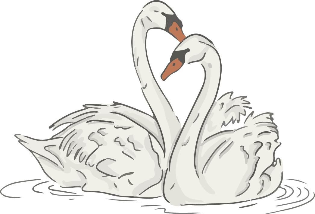 Two white swans face each other with their necks curved inward, forming a heart shape, on a black background.