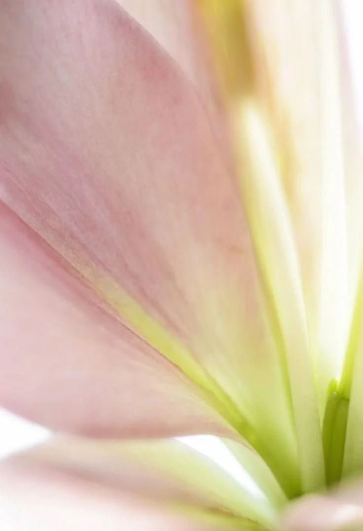 Close-up of a pink flower petal with greenish-yellow stem and background.