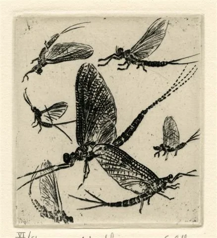 Gordon Allen etching titled Mayflies 3x2.75 $290 etching 3 editions.