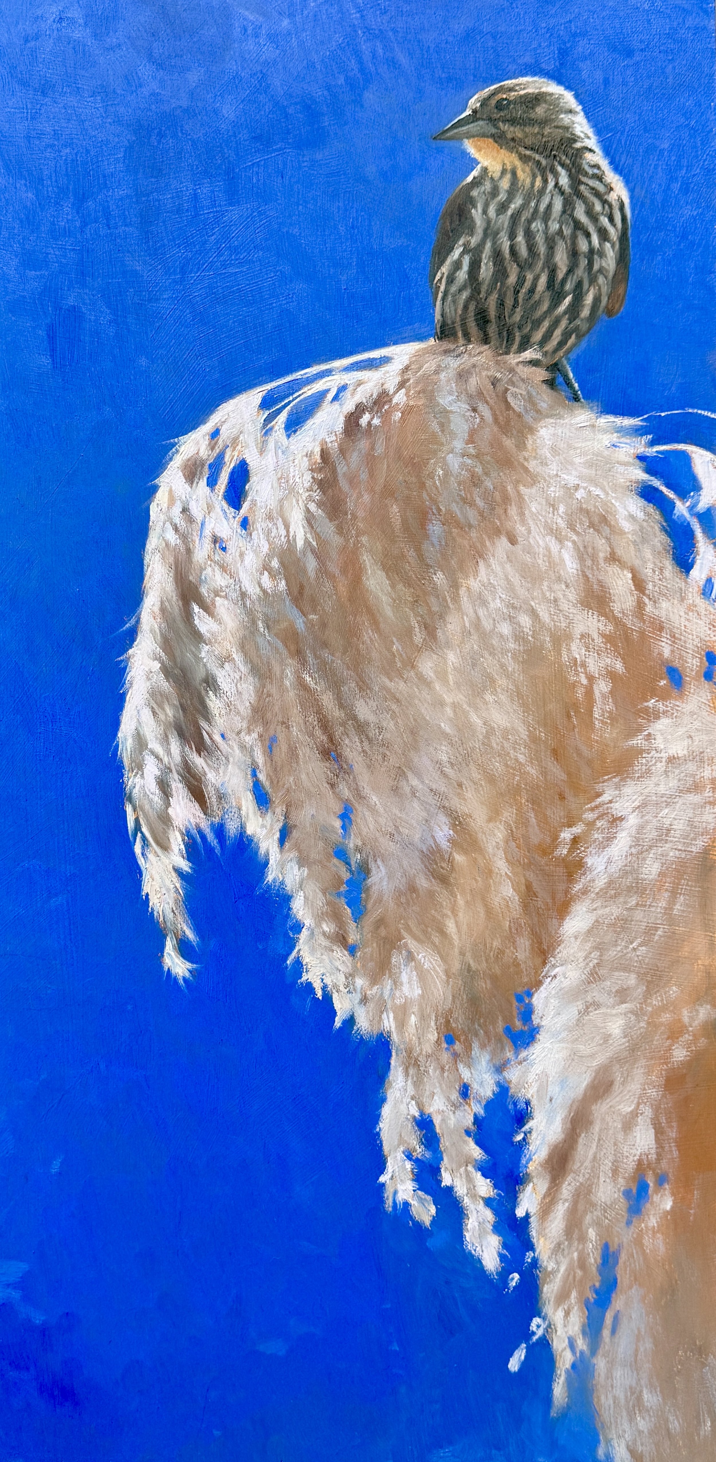 Paula Waterman, Redwing with Phragmites 24x12 $1850