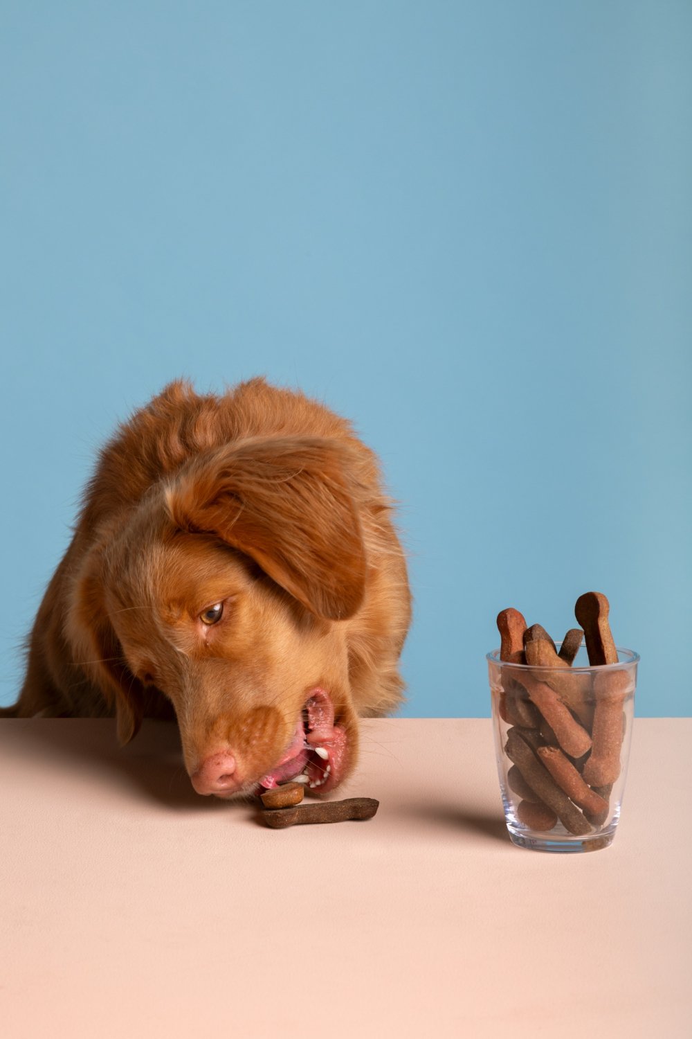 Top Pet Care Products for Distributors: Must-Have Brands & Wholesale Price List