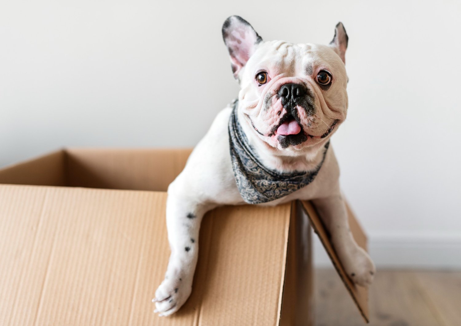 Fast & Reliable Pet Product Distribution — Nationwide and International