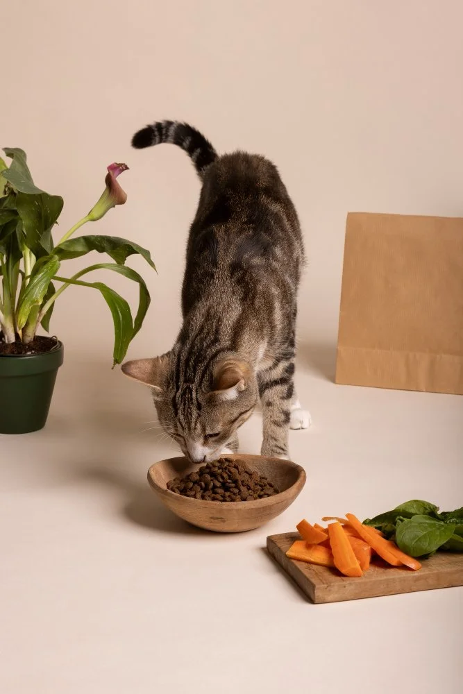 The Rise of Eco-Friendly Pet Products: How Green Choices Benefit Pets and the Planet