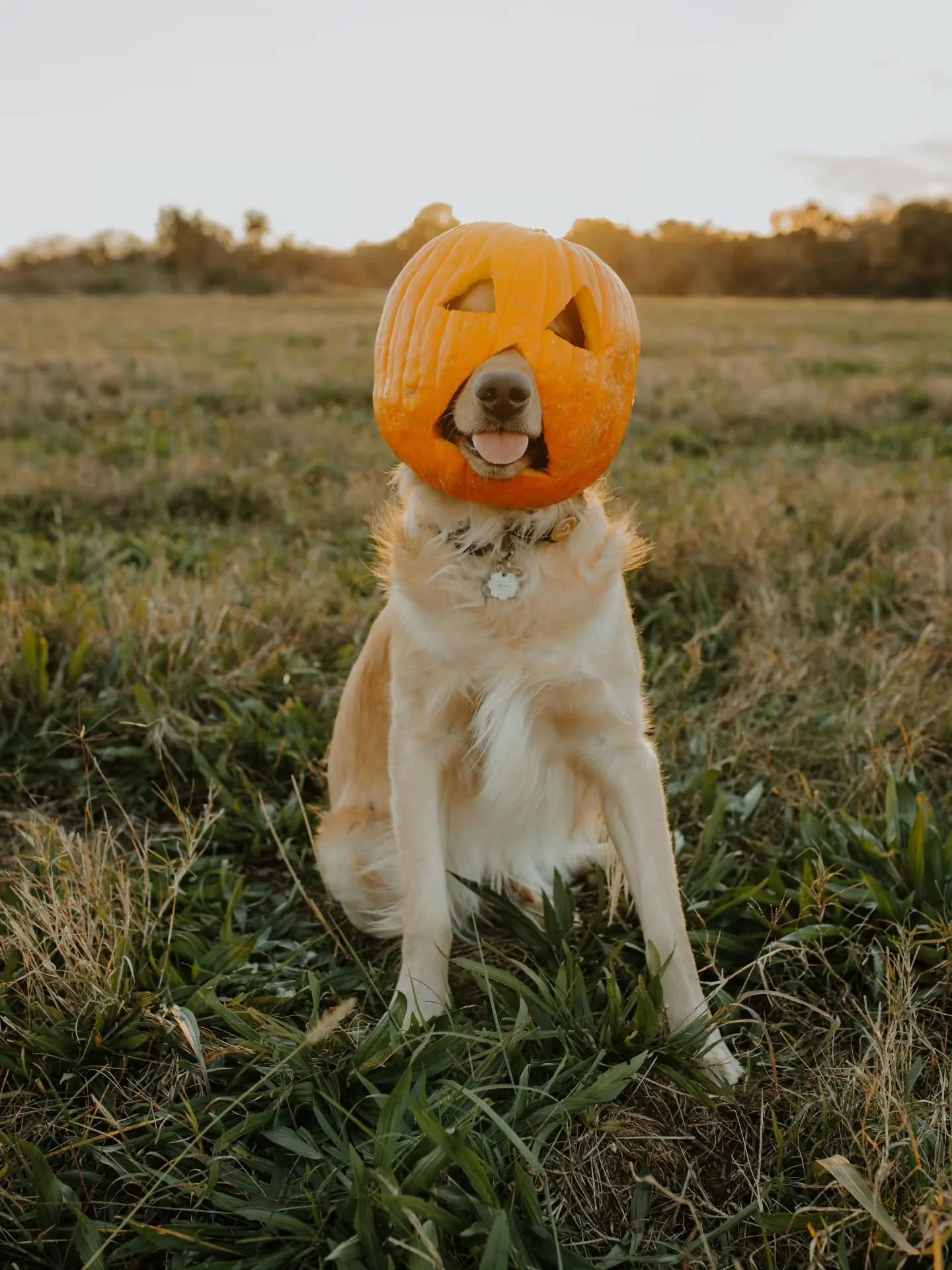 Happy Halloween from The Canyon Club! 🎃

We can&rsquo;t wait to celebrate future holidays with our homeowners, guests, and their four-legged friends, creating a place where families, laughter, and memories come together by the lake. 

Here&rsquo;s t