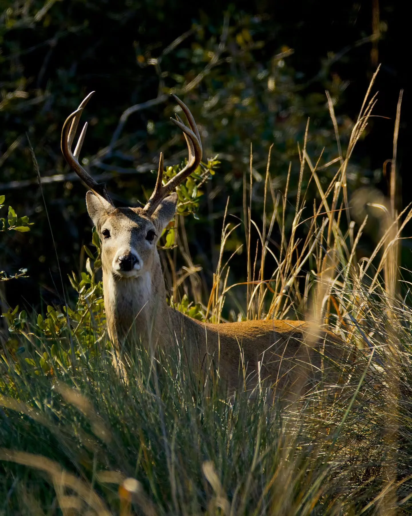 The most iconic Hill Country animal. In December, you&rsquo;ll often see bucks moving actively post-rut, feeding to recover energy. Dawn and dusk near open fields or creek edges are prime times to experience nature at its finest.