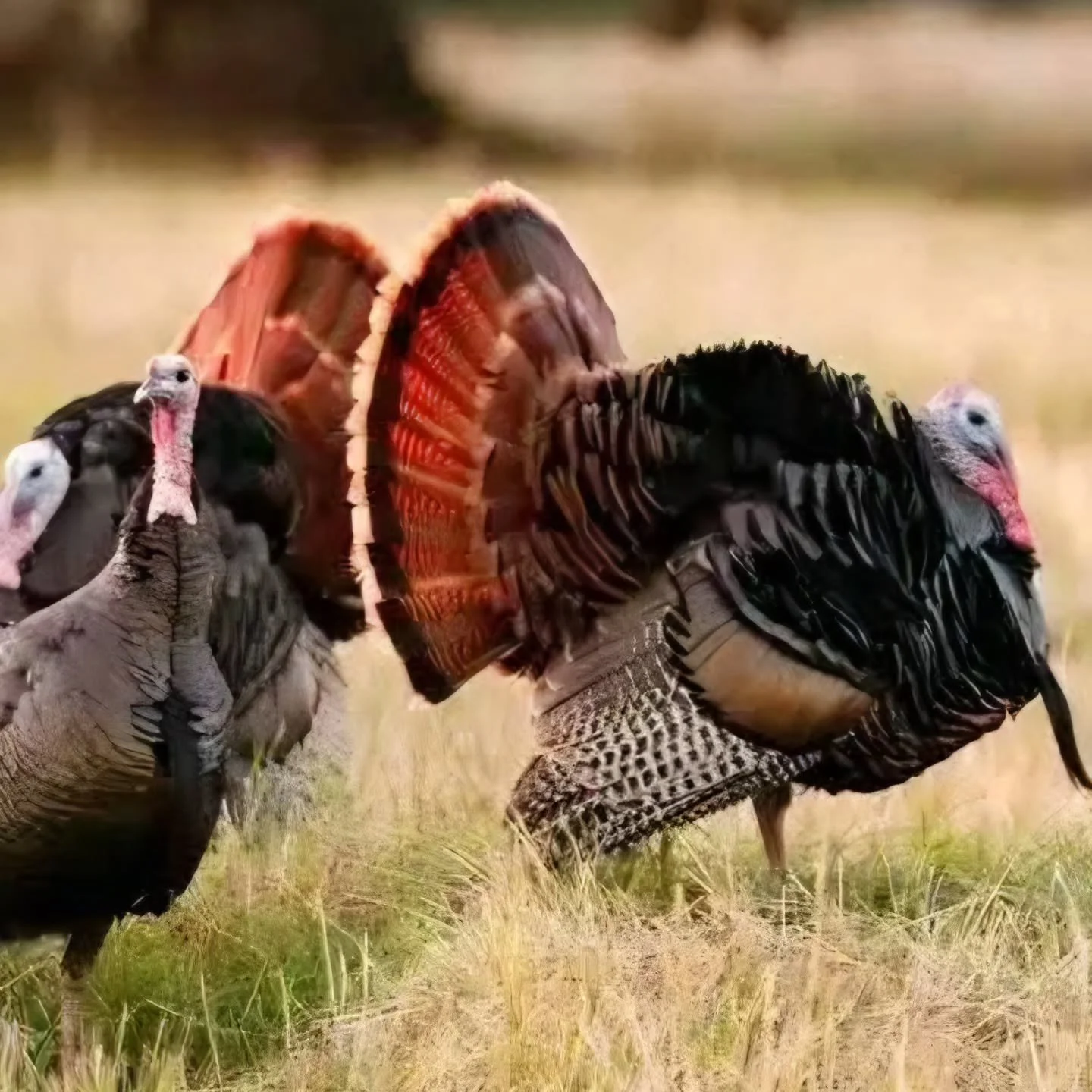 Winter mornings in the Texas Hill Country often belong to the wild turkey. Moving quietly through open clearings and oak groves, they are a familiar and iconic sight this time of year, grounded, watchful, and perfectly at home in the landscape.