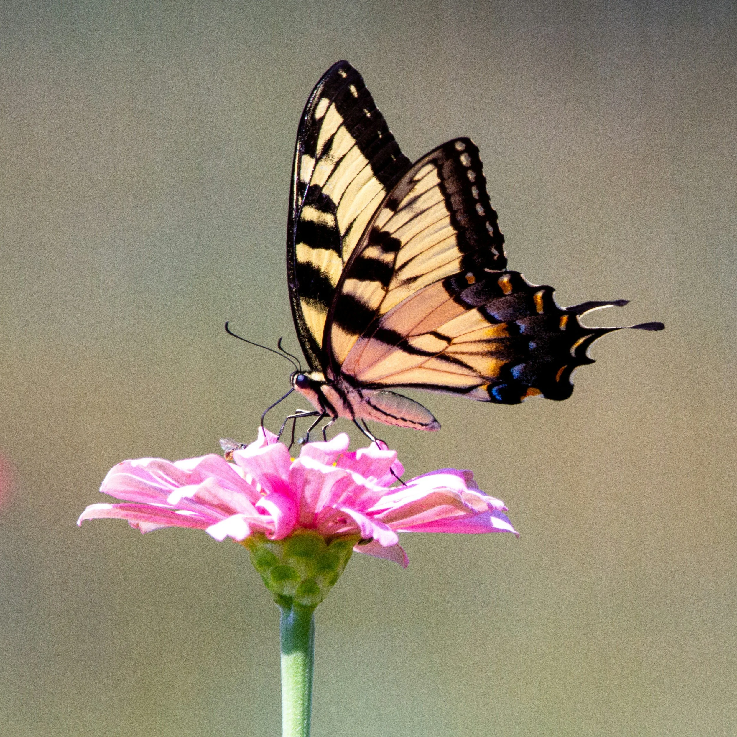 Reintroducing Radiating with Resilience: Living After a Breast Cancer Diagnosis
