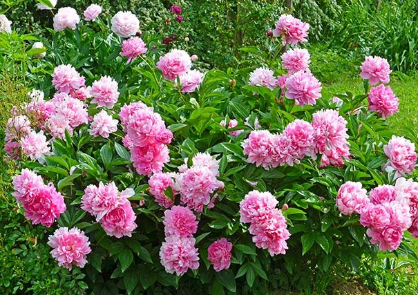 Peonia Alexander Fleming 3L