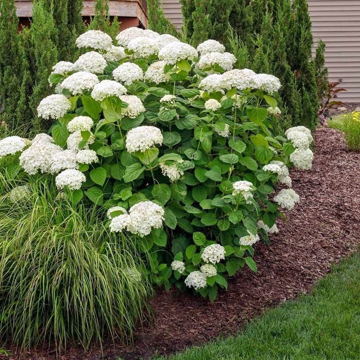 Hydrangea arborescens 'Annabelle' 2L