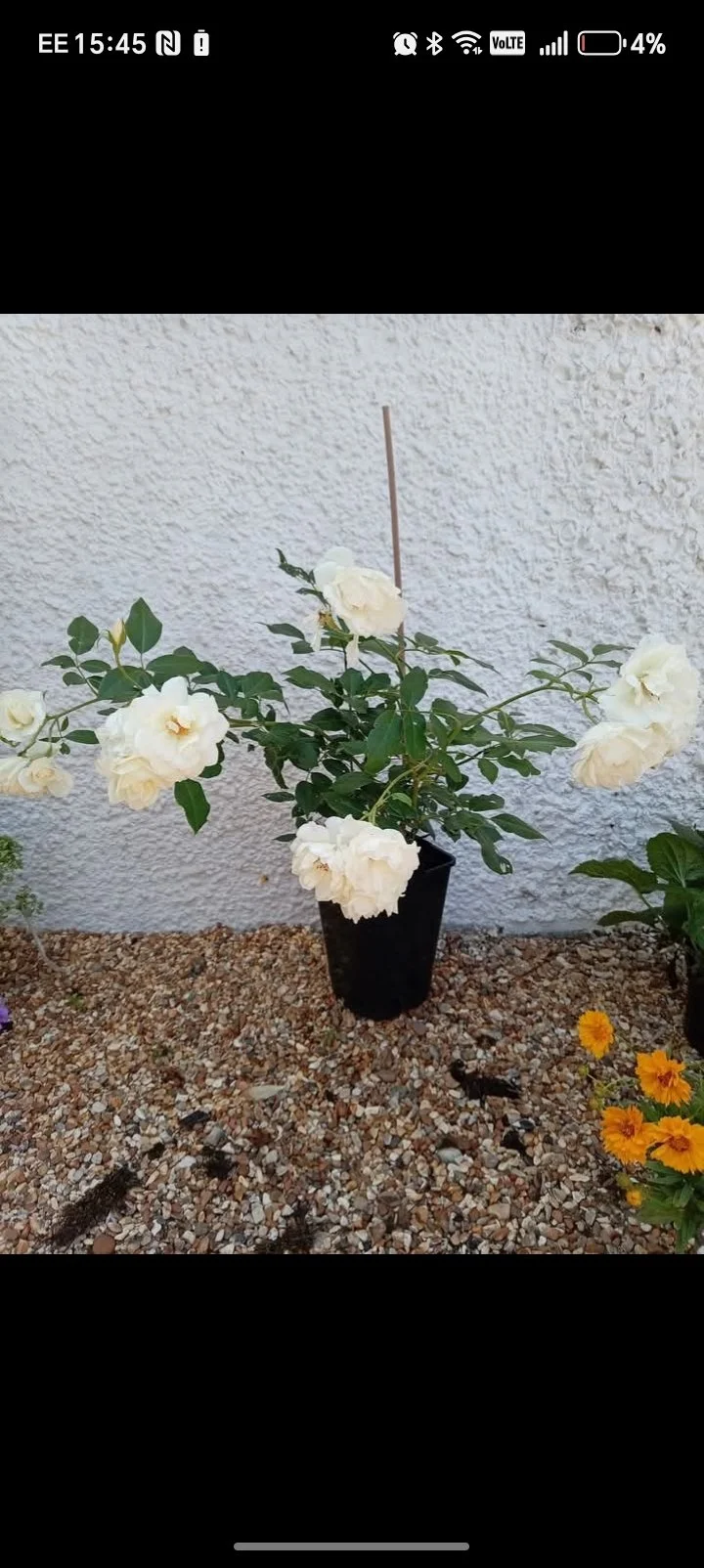 Rosa Iceberg 5L