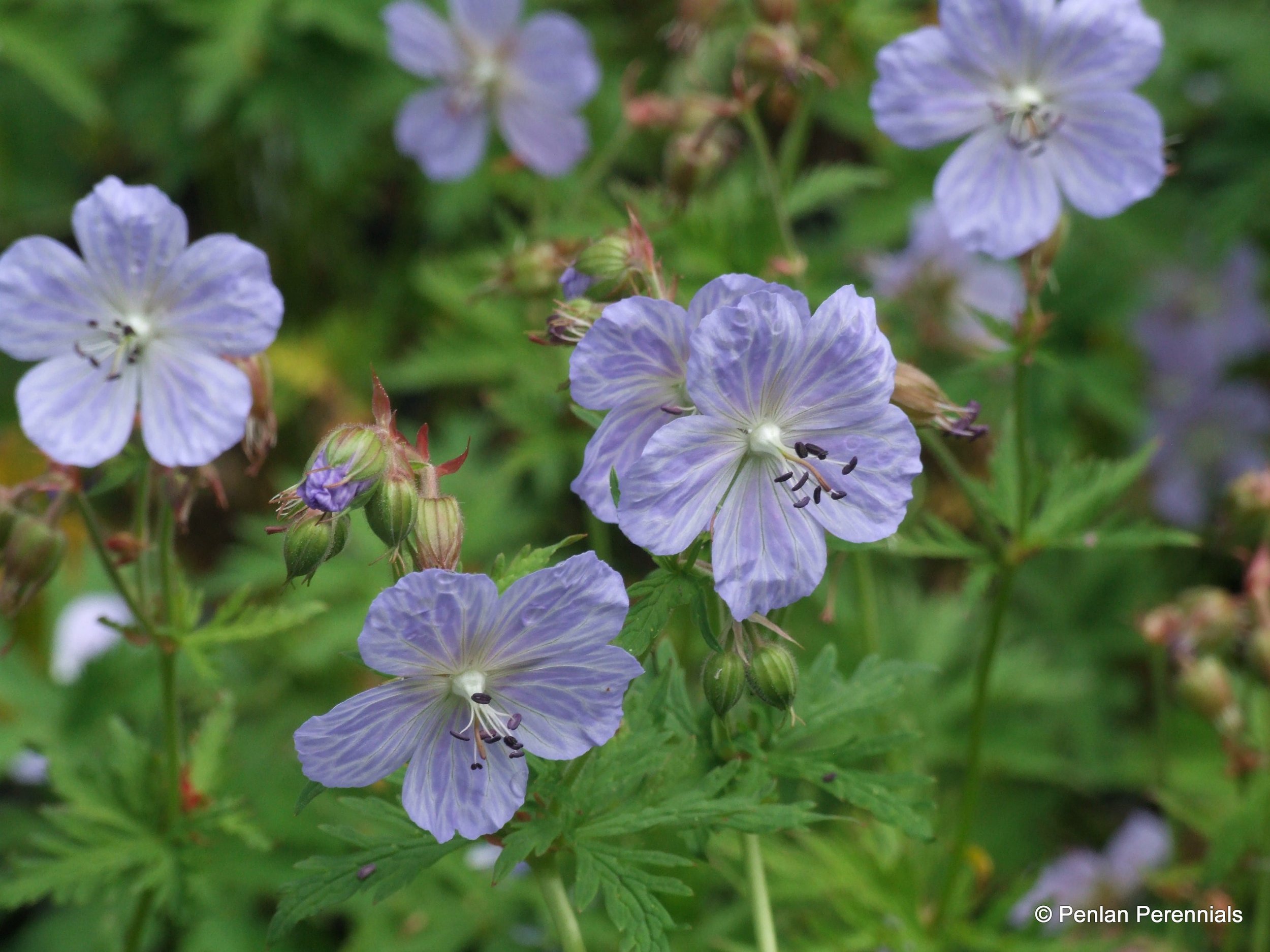 Geranium-pratense-Mrs-Kendall-Clarke.jpg