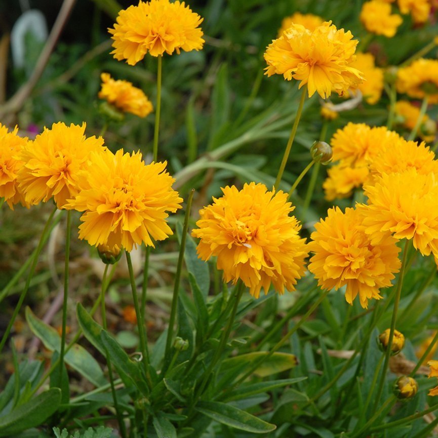 Coreopsis 'Golden Joy' 2L