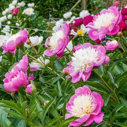 Peonia Bowl Of Beauty 3L