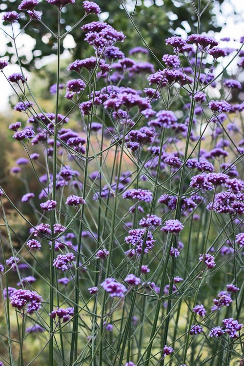 Verbena Bonariensis 1L