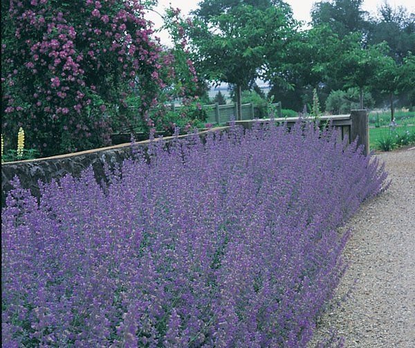 Nepeta Six Hill Giant 2L