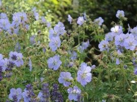 Geranium 'Mrs Kendall Clark" 1L
