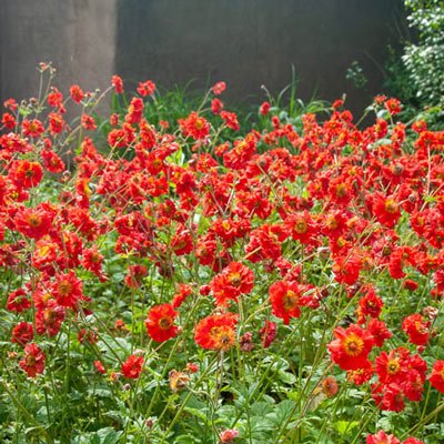 Geum 'Mrs Bradshaw' 2L