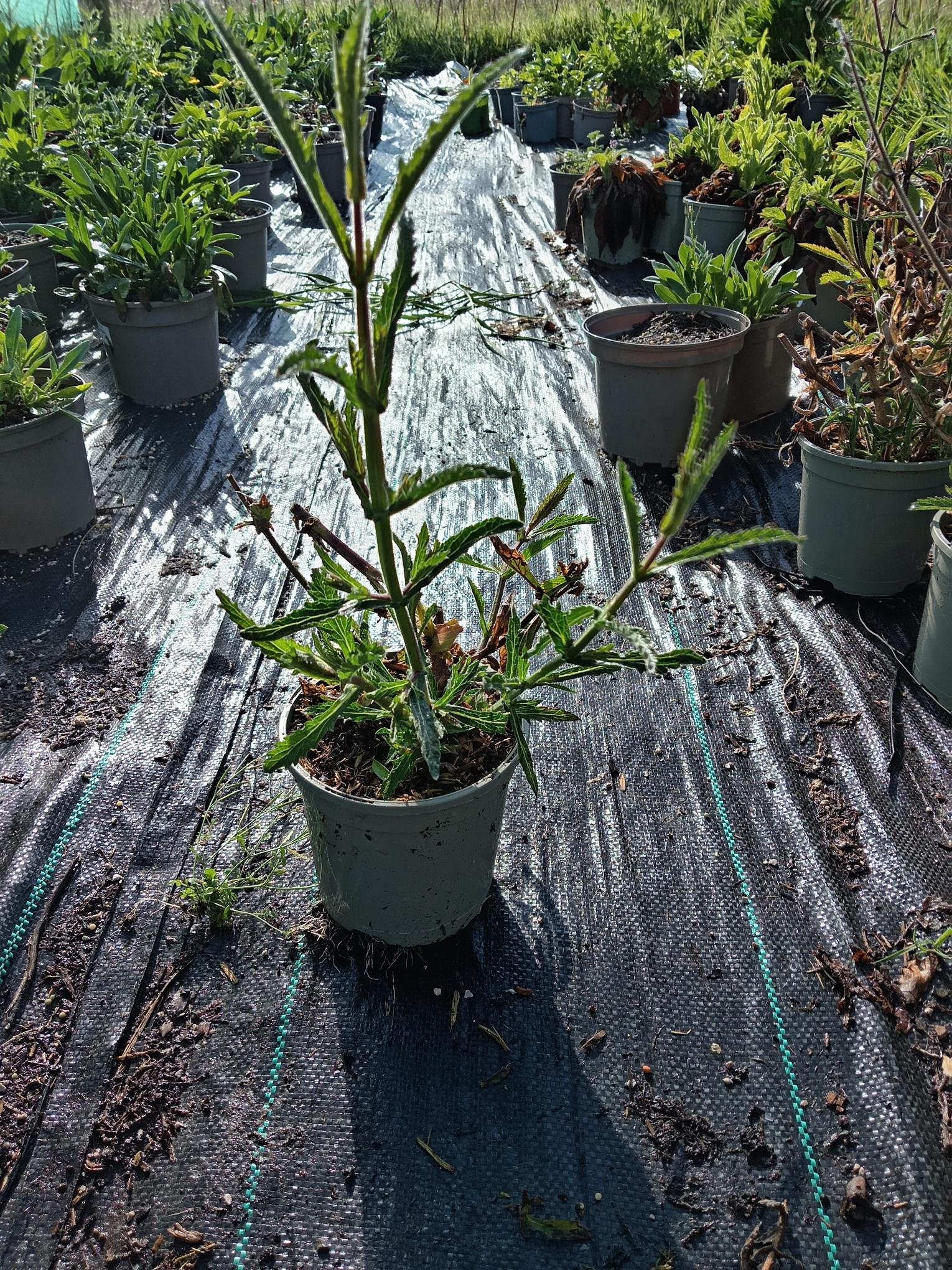 VERBENA.jpg