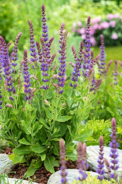Salvia Ostfriesland 3L