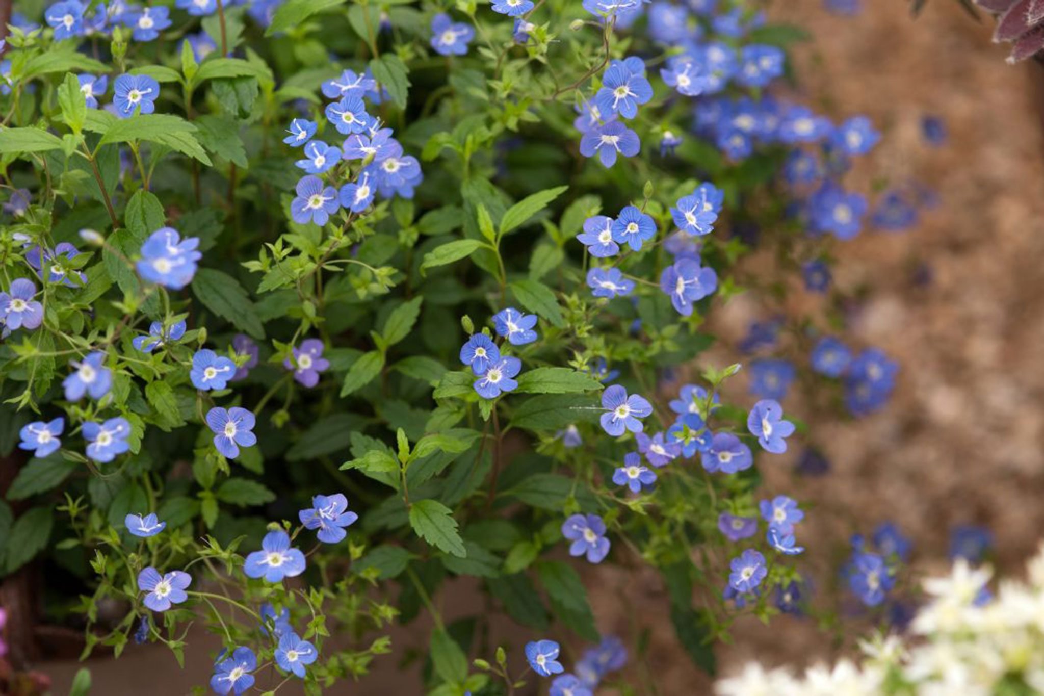 Veronica 'Georgia Blue' 2L