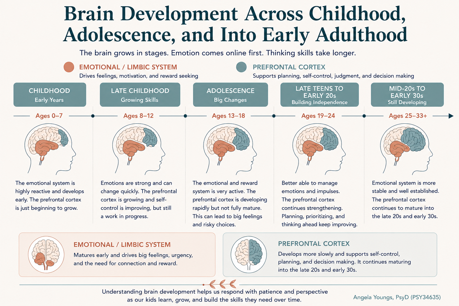 Timeline showing brain development from early childhood into early adulthood, illustrating how the emotional system matures before the prefrontal cortex