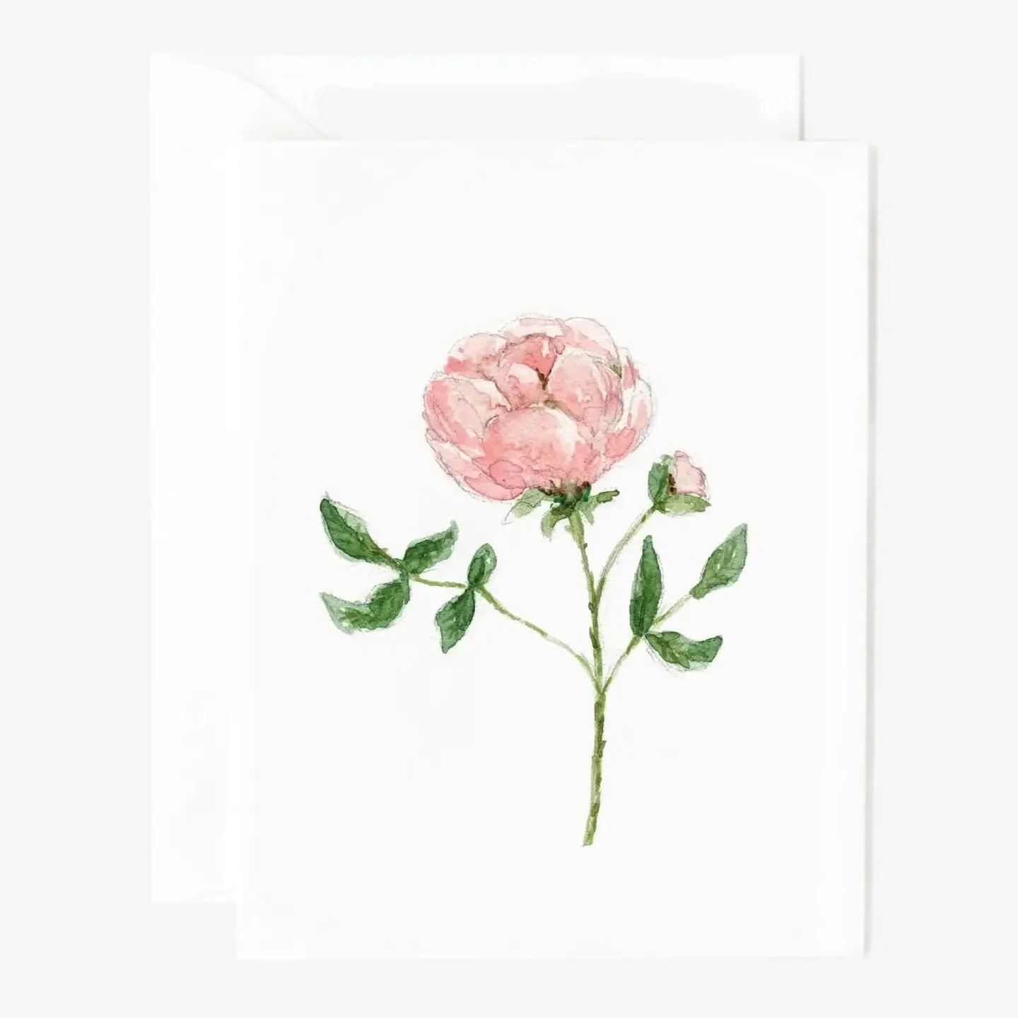 Garden Rose.jpeg