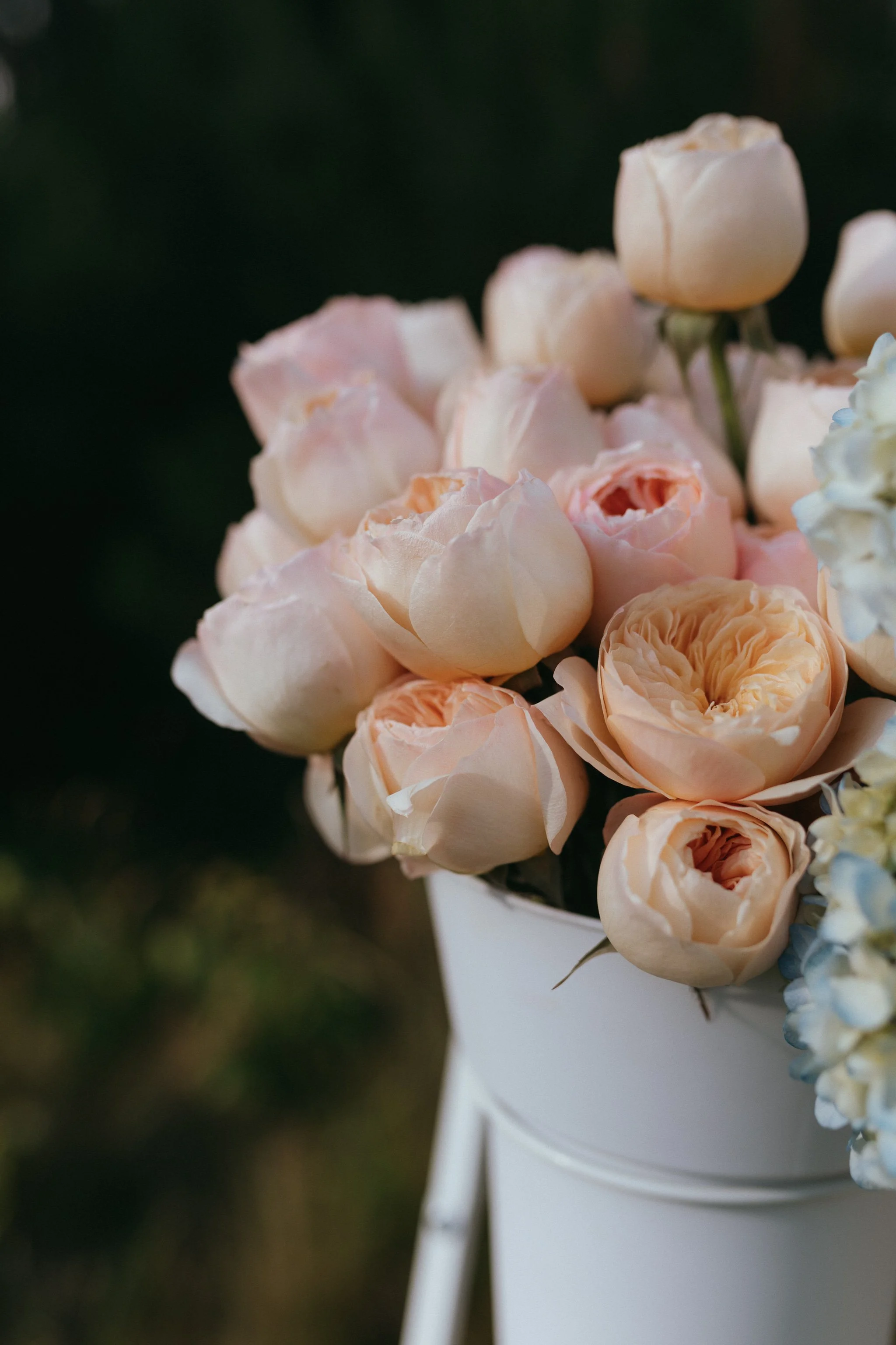 A bouquet of light pink and white roses in a white vase.