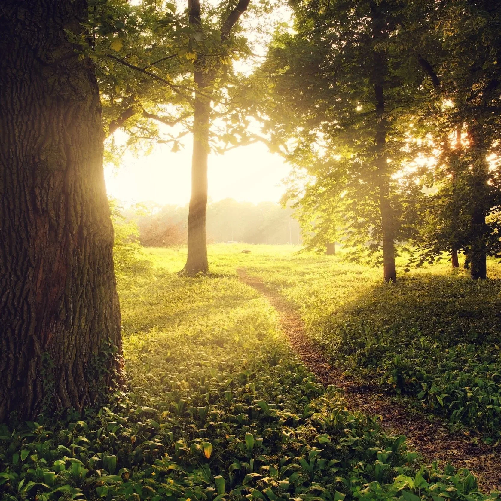 Radical Acceptance - The Most Difficult Skill and the Most Liberating