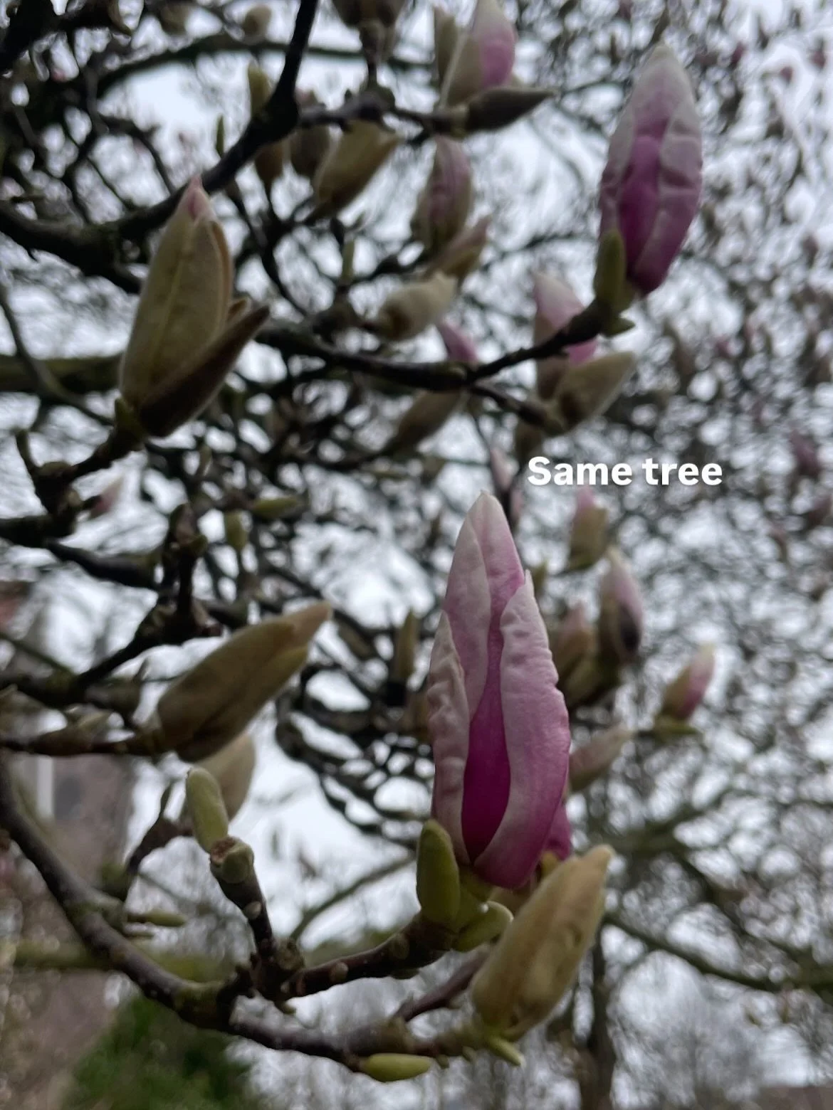 Same tree, Same season, a difference of days. 

🌸 Nature and the Divine are part of my life nowadays, in different ways. It&rsquo;s impossible to not see divinity in Nature. Nature provides all the wisdom, I believe that if you sit at her presence l