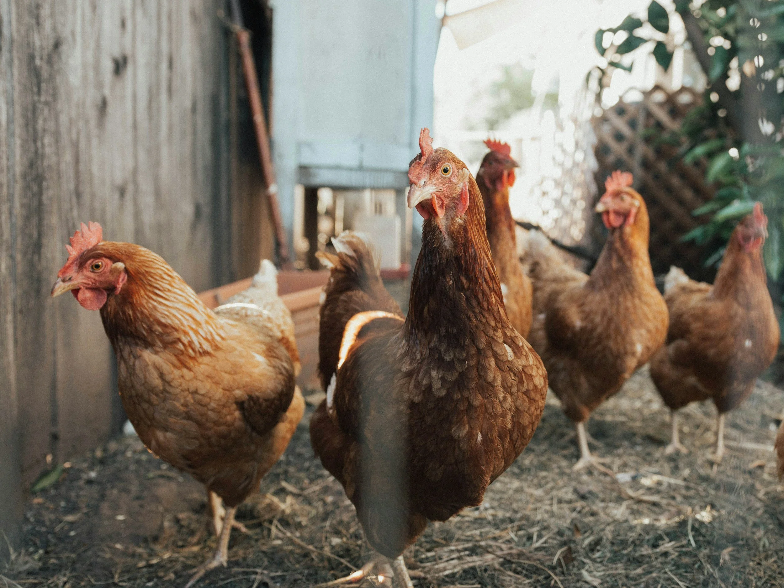 Financing a Poultry Operation in Oklahoma